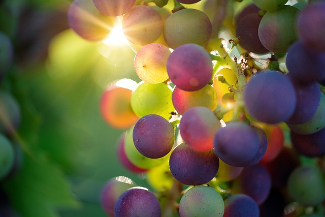 🍇Visita a la Cooperativa de La Unión🍇